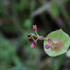 Miner's Lettuce