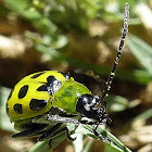 Spotted Cucumber Beetles