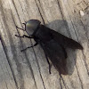 Black Horse Fly(male)
