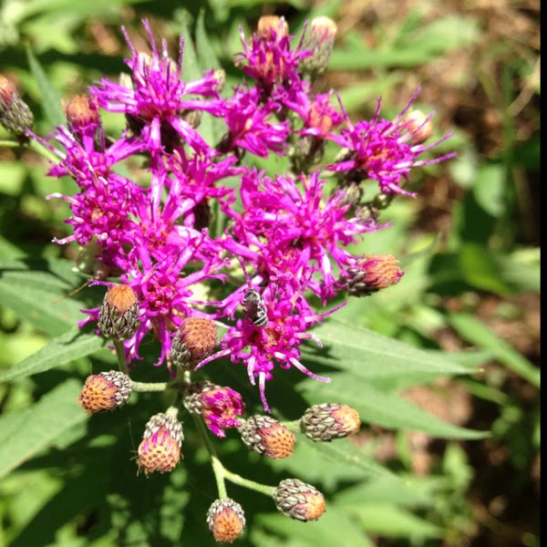 Oklahoma Wildflowers Project Noah