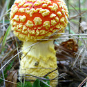 fly agaric