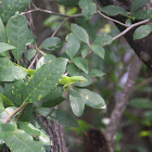 Green Anole