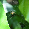 Hasselt's Spiny Spider
