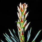 Stone pine; Pino piñonero