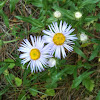 New England Asters