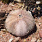 Pincushion Sea Urchin
