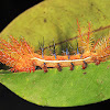 Royal Moth Caterpillar