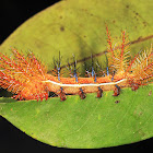 Royal Moth Caterpillar
