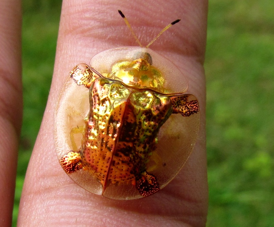 Golden Tortoise Beetle Project Noah