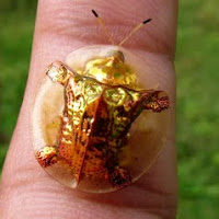 Golden Tortoise Beetle