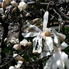 Star magnolia