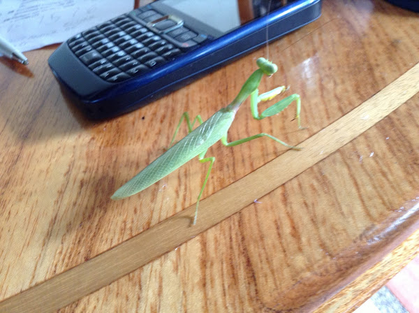 Praying mantis | Project Noah