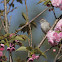 Chipping Sparrow in a Blossoming Quanson Cherry Tree