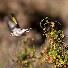 Pintassilgo (European Goldfinch)