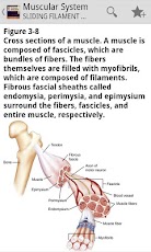 The Muscular System Manual
