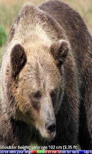 Wild Animals of the Arctic 2 - náhled