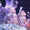 lionfish