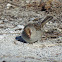 White-crowned Sparrow