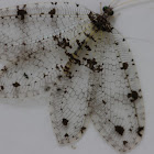 White Lacewing