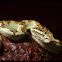 malabar pit viper