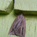 Moth / Polilla