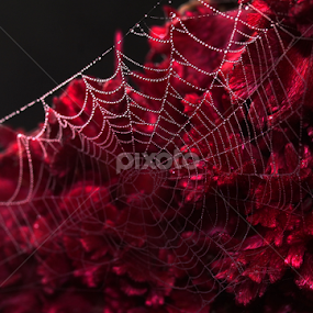 Pearl Harbour by Raiyan Momin - Nature Up Close Other Natural Objects