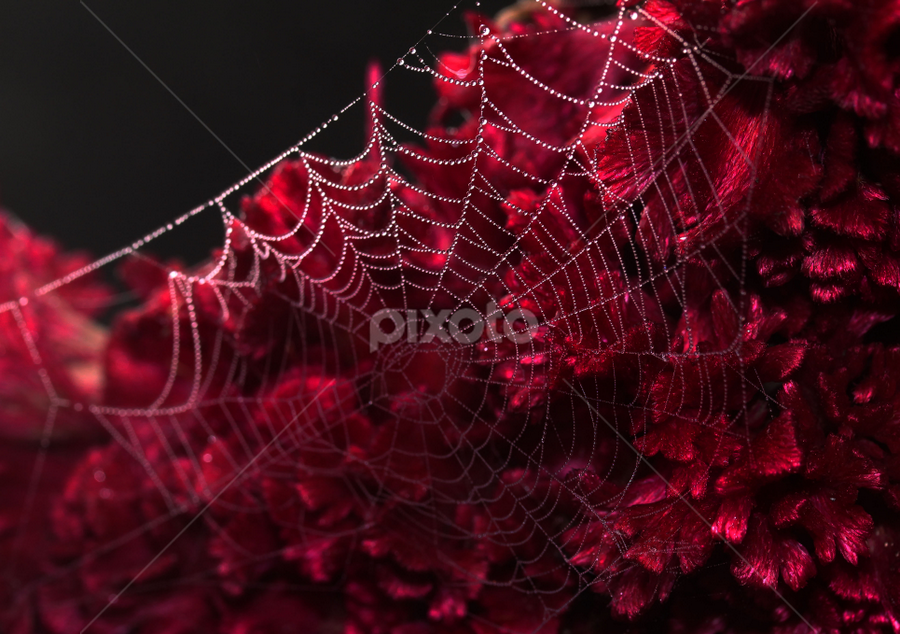 Pearl Harbour by Raiyan Momin - Nature Up Close Other Natural Objects