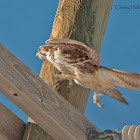 Prairie Falcon