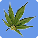 Teenage Drug Abuse logo