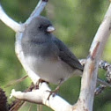 Dark-eyed Junco