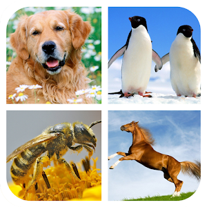 Animals