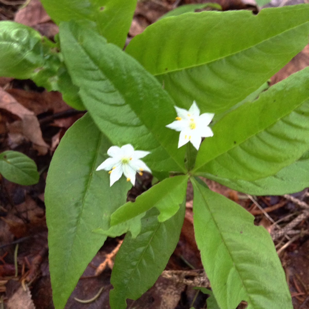 Starflower