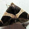 Banded Fruit-Piercing White moth