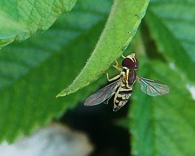 Hover fly (flower fly)