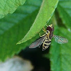 Hover fly (flower fly)