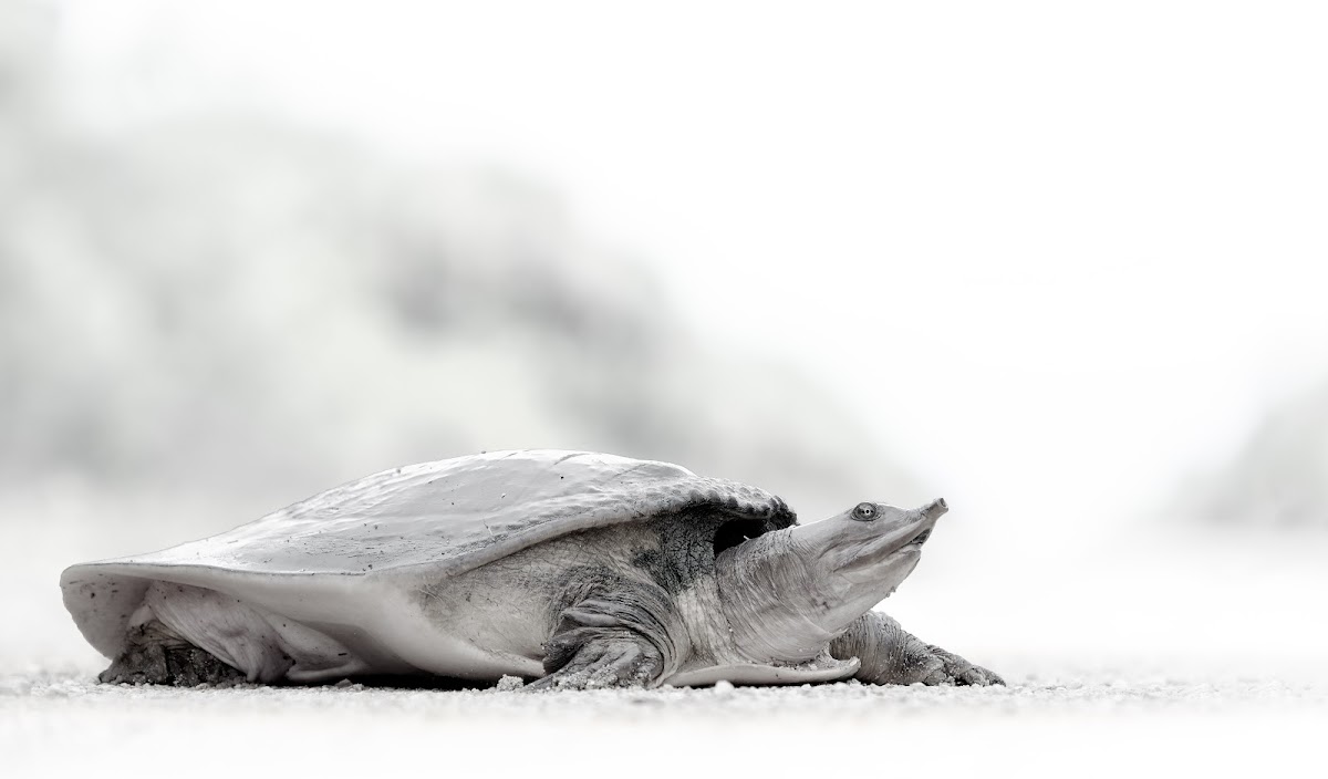 Florida Softshell Turtle