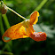 Spotted jewel weed
