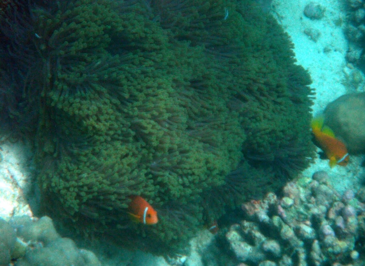Maldives Anemone Fish