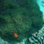 Maldives Anemone Fish