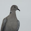 Eurasian collard dove