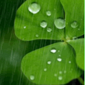 GreendaysTheme logo