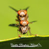 Heleomyzid Flies mating