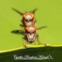 Heleomyzid Flies mating