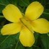 Common grass yellow butterfly