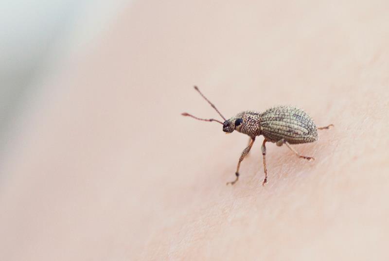 Imported long-horned weevil
