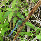 Eastern pondhawk (male)