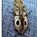 Eyed Elater or Northern Click Beetle