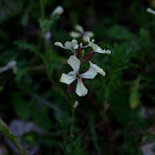 Salad rocket (Ρόκα)