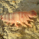 Parasitic isopod