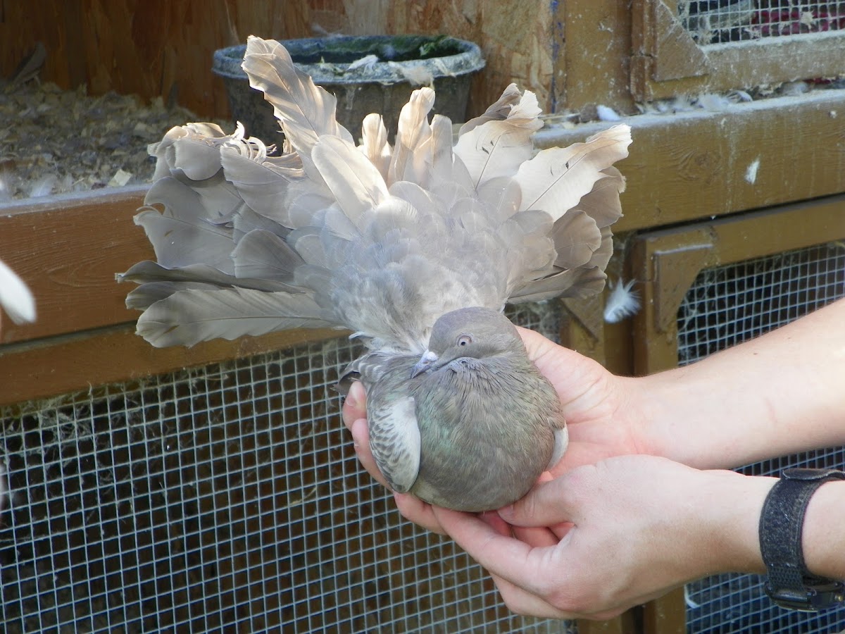 Fan-Tailed Pigeon